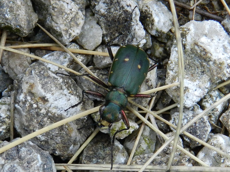 ID insetto: Cicindela campestris